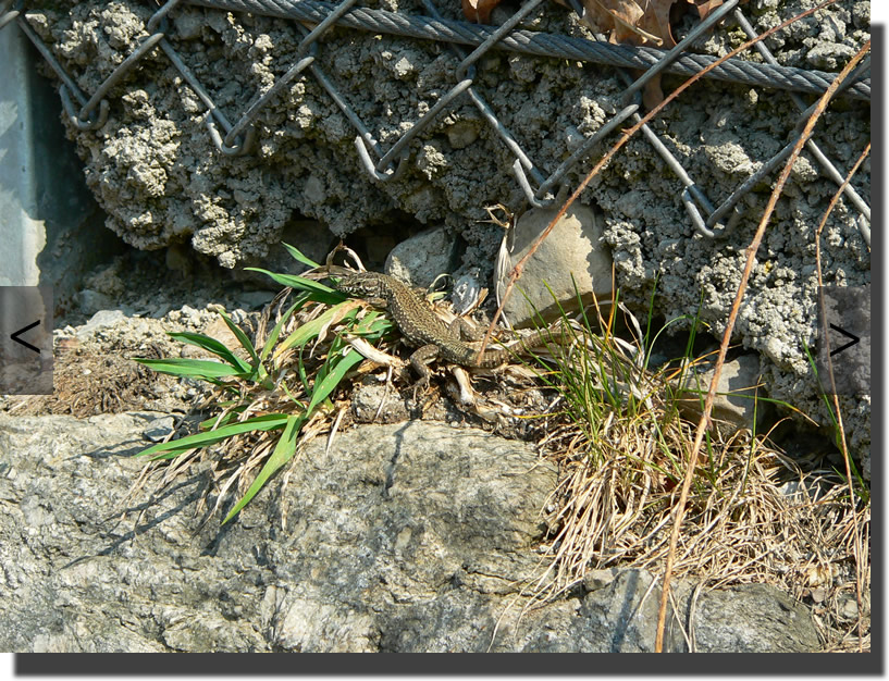 Podarcis muralis